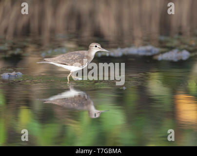 Noire adultes (Tringa totanus) hivernant dans un ruisseau de marée dans les mangroves côtières en Gambie. Banque D'Images