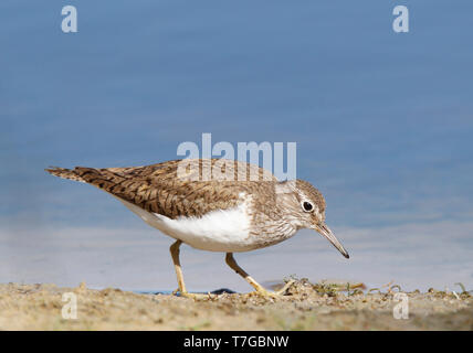 Noire adultes (Tringa totanus) en automne et d'alimentation marche plumage boueux le long d'un bord du lac néerlandais. Banque D'Images