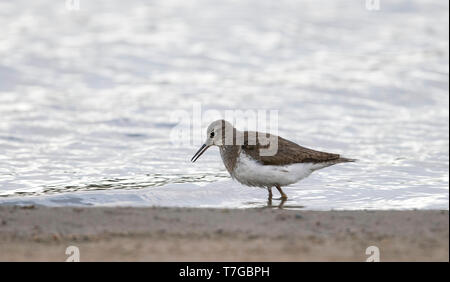 L'été adultes usés (Actitis hypoleucos Common Sandpiper) après la saison de reproduction dans les Pays-Bas. Banque D'Images