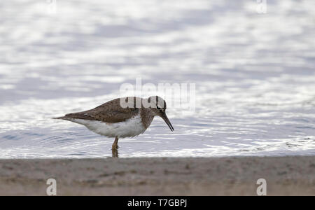 L'été adultes usés (Actitis hypoleucos Common Sandpiper) après la saison de reproduction dans les Pays-Bas. Banque D'Images