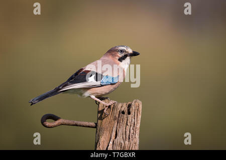 Jay perché à la fin de l'hiver soleil Banque D'Images