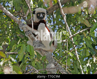 Le propithèque de disparition Coquerel (Propithecus coquereli) se reposant dans un arbre dans le nord de Madagascar. Banque D'Images