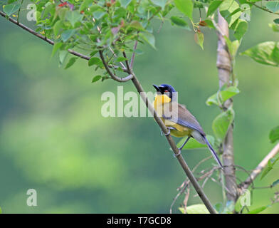 Une couronne bleue ou laughingthrush Garrulax Courtois's laughingbird (courtoisi) perché sur un petit arbre de Wuyuan County, Jiangxi Banque D'Images