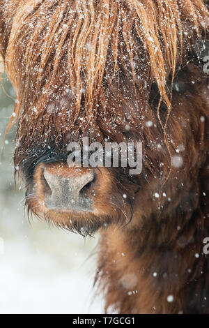 Portrait de Highland Vache (Bos taurus) des profils de neige Banque D'Images