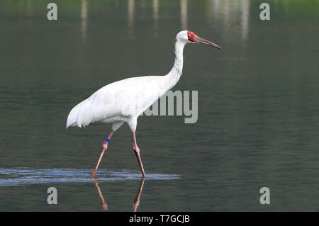 Grue de Sibérie (Leucogeranus leucogeranus) pataugeant dans la piscine peu profonde à Taiwan. Banque D'Images