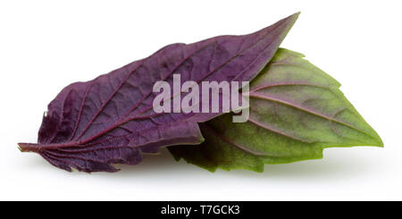 Feuilles de basilic violet et vert isolé sur fond blanc Banque D'Images