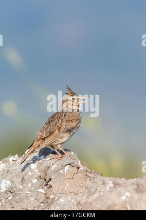 Singing Lark (Galerida cristata Crested) de son perchoir favori sur Lesbos, Grèce. Banque D'Images