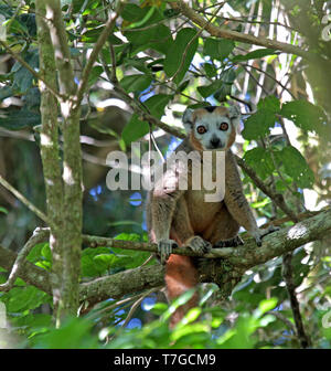 L'Eulemur coronatus (lemur couronné) dans son habitat naturel sur Madagascar. Perché au coeur de la forêt décidue sèche dans l'extrémité nord de Madaga Banque D'Images