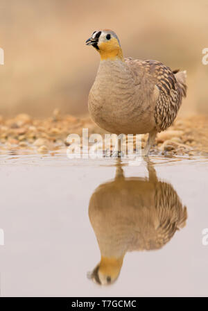 Ganga couronné mâle (Pterocles coronatus) à boire extérieure dans le sud du désert du Néguev d'Israël au cours de la migration printanière. Banque D'Images