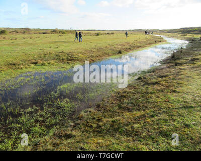 Les ornithologues dans "De Nederlanden" sur l''île de Texel aux Pays-Bas. L'homme a fait dans des zones humides du Parc National Duinen van Texel. Banque D'Images