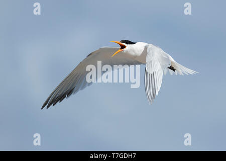 Sterne élégante adultes (Thalasseus elegans) en plumage nuptial à San Diego County, Californie, USA en mai 2016. Banque D'Images