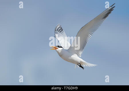 Sterne élégante adultes (Thalasseus elegans) en plumage nuptial à San Diego County, Californie, USA en mai 2016. Banque D'Images