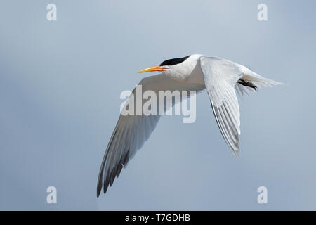 Sterne élégante adultes (Thalasseus elegans) en plumage nuptial à San Diego County, Californie, USA en mai 2016. Banque D'Images