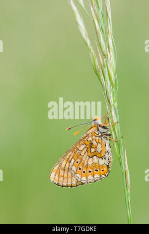 Euphydryas aurinia - Marsh Fritillary - Goldener Scheckenfalter, Allemagne (Bade-Wurtemberg), imago Banque D'Images