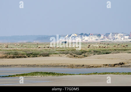 Marais et les moutons dans la Baie de Somme Banque D'Images