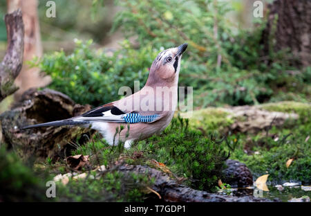 Eurasian Jay (Garrulus glandarius) boire à un pool Banque D'Images