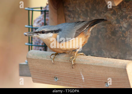 Sittelle Torchepot (Sitta europaea) aux Pays-Bas. Ramasser des graines d'une station de distribution d'arrière-cour. Banque D'Images