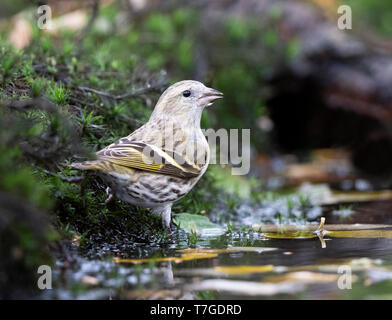 Tarin des pins (Carduelis spinus eurasienne) boire à un pool Banque D'Images