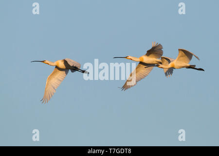 Spatule blanche (Platalea leucorodia) en vol contre un ciel bleu en arrière-plan en Hongrie. Banque D'Images