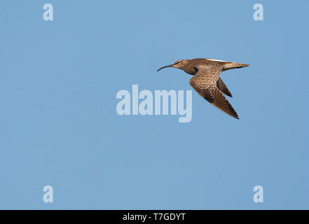 Eurasienne adultes Courlis corlieu (Numenius phaeopus) en vol dans les Pays-Bas. En passant devant, presque à la hauteur des yeux, montrant l'aile supérieure. Banque D'Images