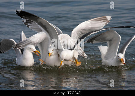 Moindre adultes Goéland marin (Larus fuscus) l'atterrissage dans le groupe des Goélands argentés (Larus argentatus) assis sur l'eau dans la mer des Wadden néerlandaise S Banque D'Images