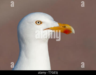 Vue parfaite de la tête d'un adulte European Herring Gull (Larus argentatus) plumage en été à Texel, aux Pays-Bas. Montrant son profil tête d'oiseaux Banque D'Images