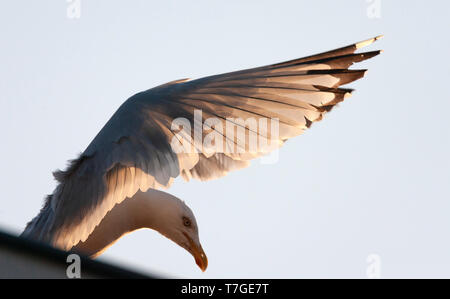 Européens adultes Goéland argenté (Larus argentatus) atterrissage sur toit à Katwijk dans les Pays-Bas. La lumière du soleil qui brillait à travers les plumes de l'aile. Banque D'Images