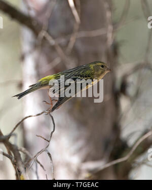 Mâles de la Serin (Serinus serinus) décollant d'une branche d'arbre de pin n centre de l'Espagne. Montrant son croupion jaune. Banque D'Images