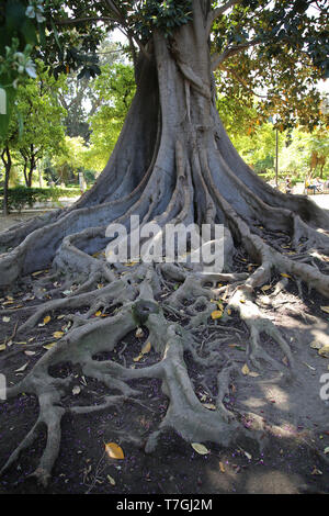 Racine de l'arbre ficus. Jardins de Murillo. Séville. L'Andalousie. L'Espagne. Banque D'Images