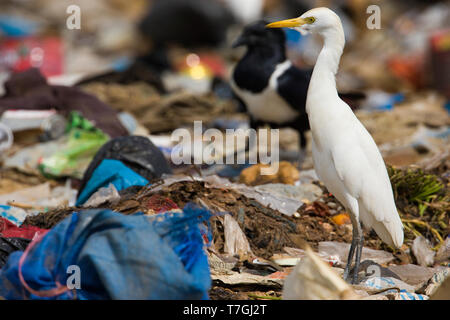 Héron garde-boeufs Bubulcus ibis ; Banque D'Images