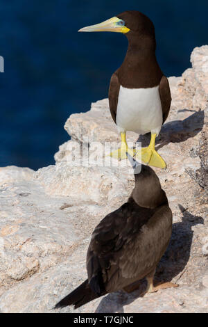 Fou brun, adulte, Raso, Cap-Vert (Sula leucogaster) Banque D'Images