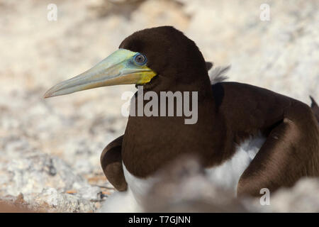 Fou brun, adulte, Raso, Cap-Vert (Sula leucogaster) Banque D'Images