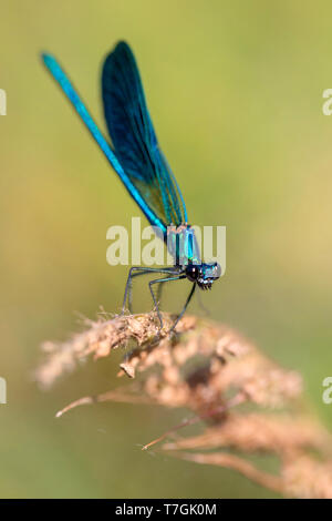 Banded demoiselle, mâle adulte, perché, Campanie, Italie (Calopteryx splendens) Banque D'Images