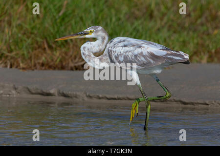 Western Reef Heron, marcher dans l'eau, Taqah, Dhofar, Oman (Egretta gularis schistacea) Banque D'Images