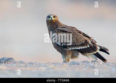 Aigle des steppes juvéniles, perché sur le terrain, Salalah, Oman, Dhofar (Aquila nipalensis) Banque D'Images