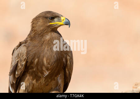 Steppe Eagle, Close up, Salalah, Oman, Dhofar (Aquila nipalensis) Banque D'Images