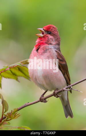 Common Rosefinch (Carpodacus erythrinus ) le chant des mâles adultes sur une brindille, Oulu, Ostrobotnie du Nord, en Finlande Banque D'Images