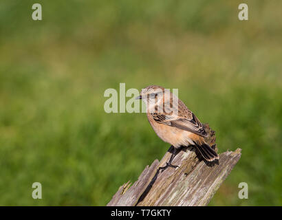 Première de l'hiver Siberian Stonechat (Saxicola maurus) sur les îles Shetland. Vu sur l'arrière, montrant une partie de la croupe. Banque D'Images