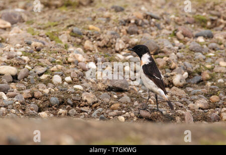 Stejneger mâle's Stonechat (Saxicola stejnegeri) hivernant en Paddyfields Thaton dans le nord de la Thaïlande. Banque D'Images