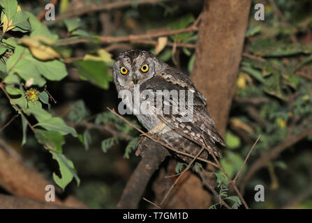 (Otus Scops arabique) pamelae à Wadi Darbat, Salalah, Oman. Photographié au cours de la nuit. Banque D'Images