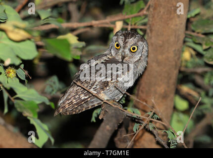 (Otus Scops arabique) pamelae à Wadi Darbat, Salalah, Oman. Photographié au cours de la nuit. Banque D'Images