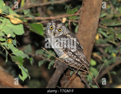 (Otus Scops arabique) pamelae à Wadi Darbat, Salalah, Oman. Photographié au cours de la nuit. Banque D'Images