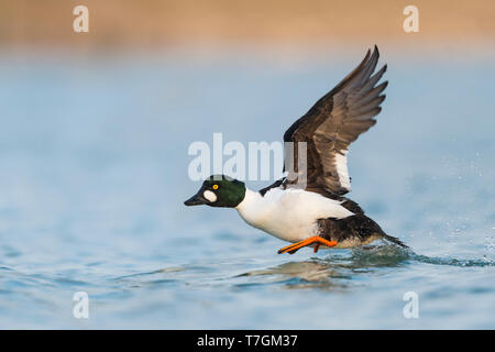 Le garrot mâles adultes (Bucephala clangula) décollant d'un lac d'eau douce en Allemagne à la fin de l'hiver. Banque D'Images