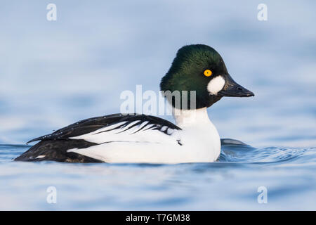 Le garrot mâles adultes (Bucephala clangula) nager sur un lac d'eau douce de couleur bleu en Allemagne à la fin de l'hiver. Banque D'Images