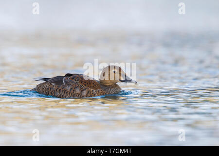 Première femme de l'hiver l'Eider à tête grise (Somateria spectabilis), l'hivernage en Norvège. Banque D'Images