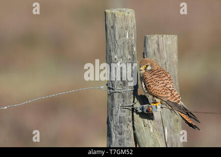 Femme Faucon crécerellette (Falco naumanni) hivernant dans le sud de l'Espagne. Perced sur un homme de bois faite en pôle rural domaine de couleur brune. Banque D'Images