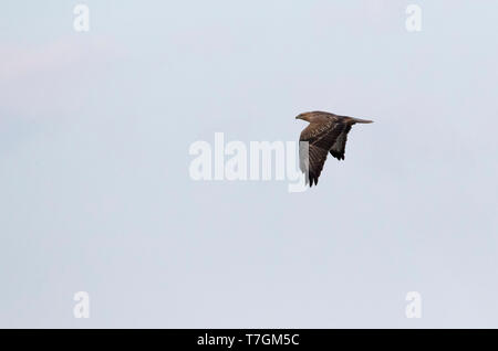 Long-legged Buzzard (Buteo rufinus) le long de la côte bulgare pendant la migration d'automne. Banque D'Images