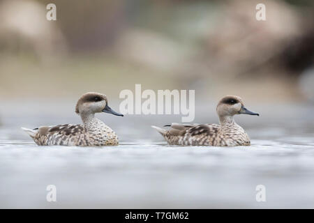 Paire de sarcelles marbrées (Marmaronetta angustirostris) hivernant en espagnol zone humide. Piscine sur un lac dans une réserve naturelle locale. Banque D'Images