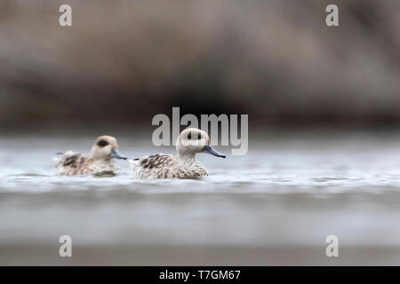 Paire de sarcelles marbrées (Marmaronetta angustirostris) hivernant en espagnol zone humide. La natation dans un lac sur une seule voie dans une réserve naturelle locale. Banque D'Images