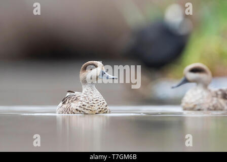 Paire de sarcelles marbrées (Marmaronetta angustirostris) hivernant en espagnol zone humide. Piscine sur un lac dans une réserve naturelle locale. Banque D'Images